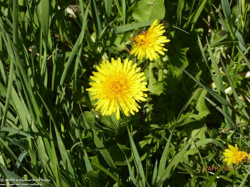 Philosophische Bildwanderung Kühkopf am Rhein