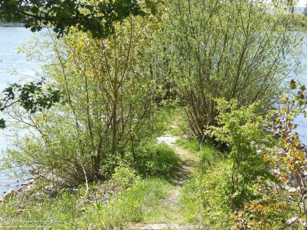 Philosophische Bildwanderung Kühkopf am Rhein