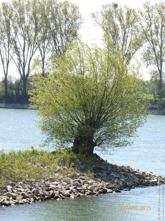 Philosophische Bildwanderung Kühkopf am Rhein