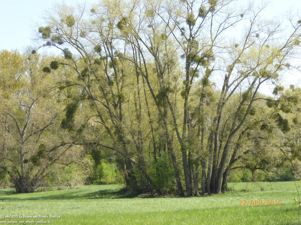 Philosophische Bildwanderung Kühkopf am Rhein