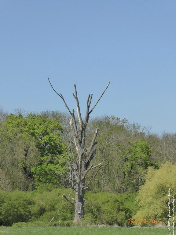Philosophische Bildwanderung Kühkopf am Rhein
