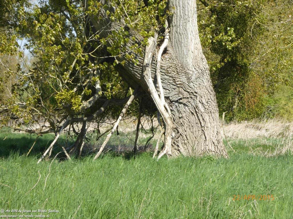 Philosophische Bildwanderung Kühkopf am Rhein