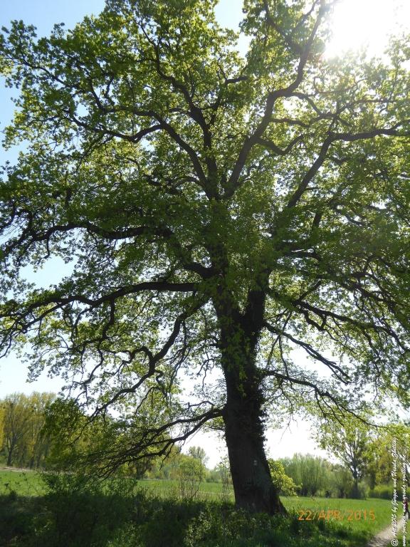 Philosophische Bildwanderung Kühkopf am Rhein