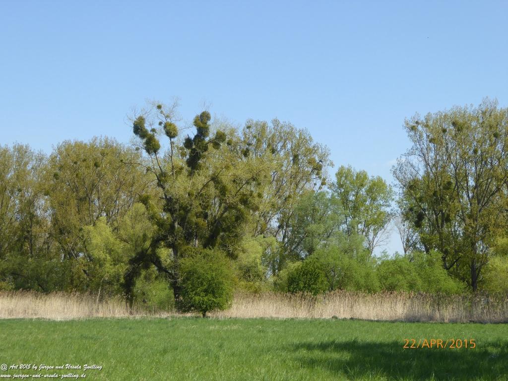 Philosophische Bildwanderung Kühkopf am Rhein