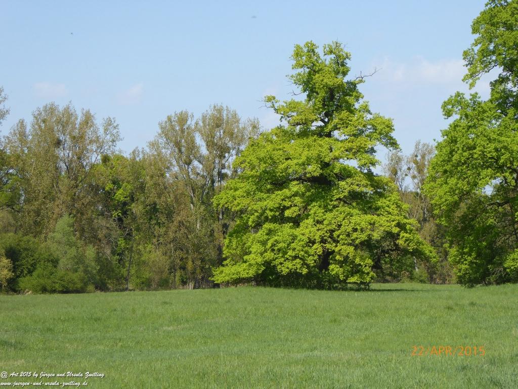 Philosophische Bildwanderung Kühkopf am Rhein