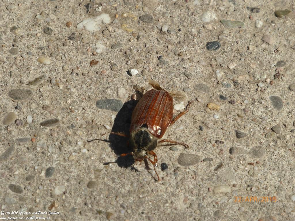 Philosophische Bildwanderung Kühkopf am Rhein