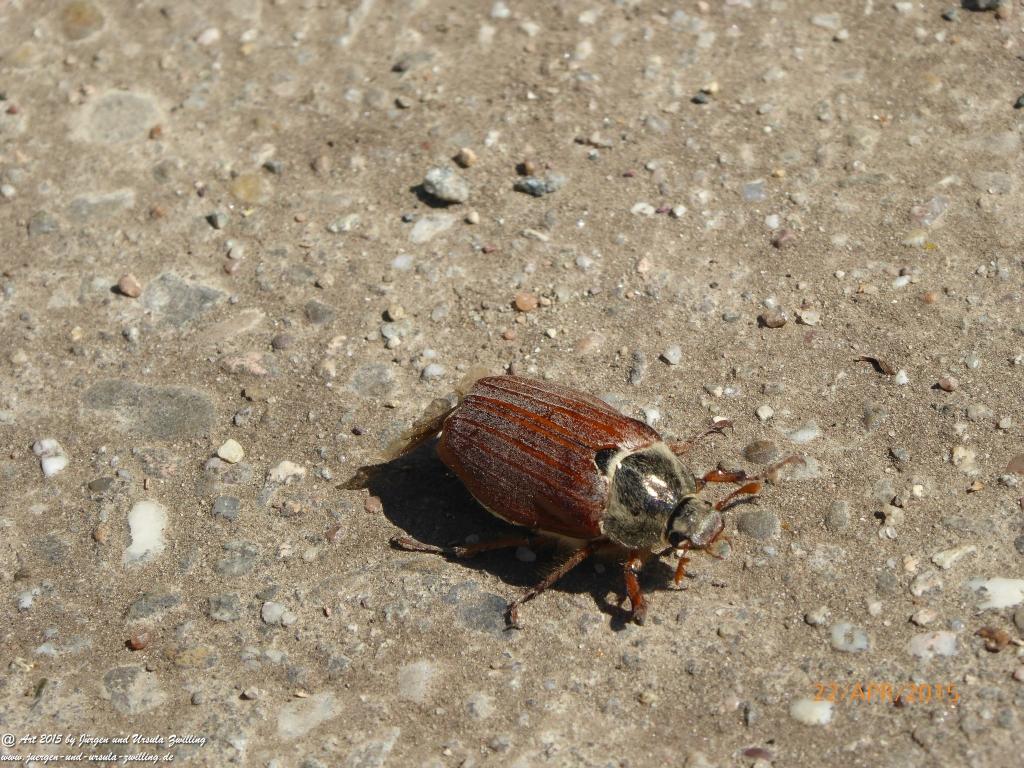 Philosophische Bildwanderung Kühkopf am Rhein