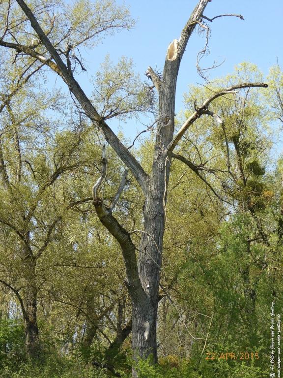 Philosophische Bildwanderung Kühkopf am Rhein