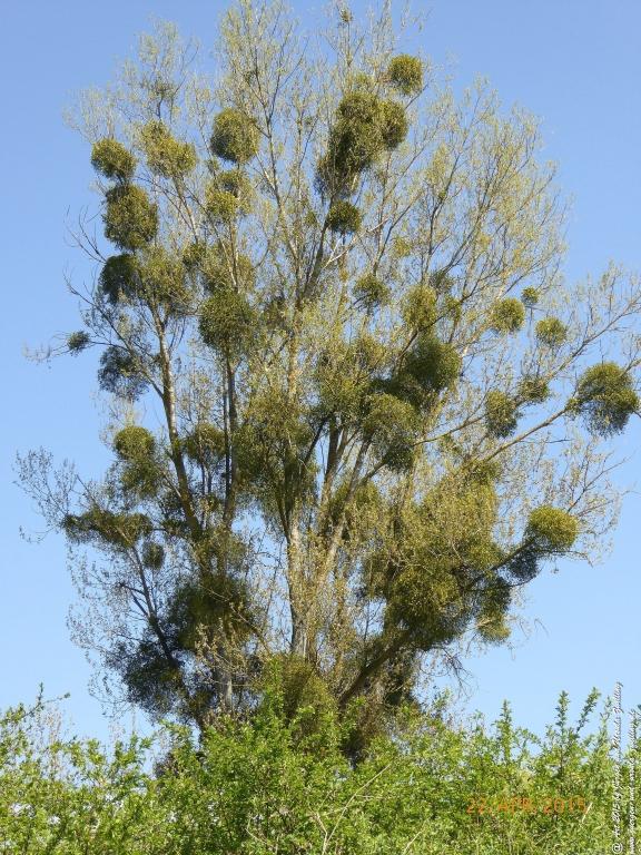 Philosophische Bildwanderung Kühkopf am Rhein
