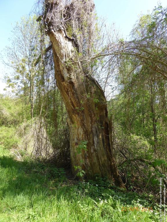 Philosophische Bildwanderung Kühkopf am Rhein