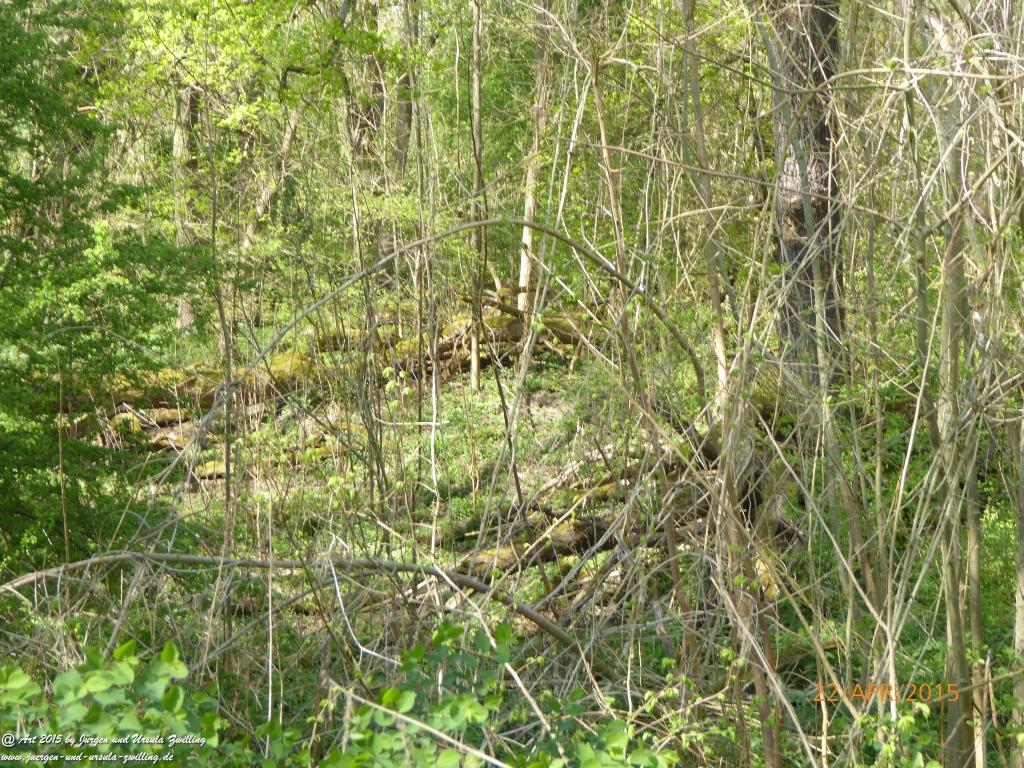 Philosophische Bildwanderung Kühkopf am Rhein