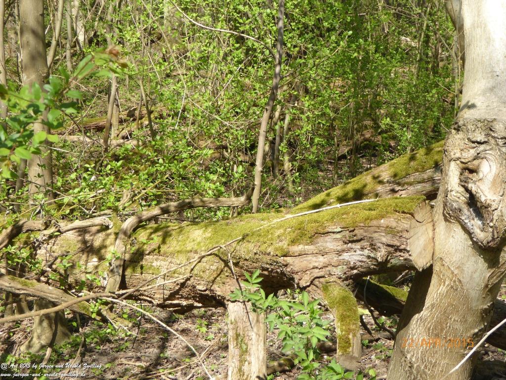 Philosophische Bildwanderung Kühkopf am Rhein