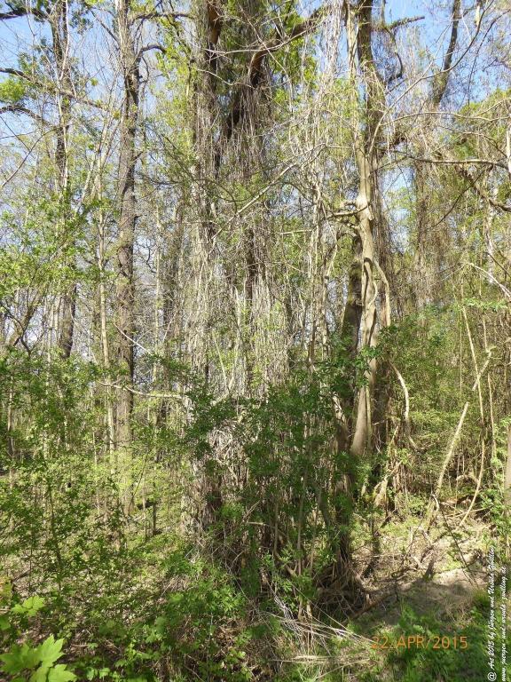 Philosophische Bildwanderung Kühkopf am Rhein