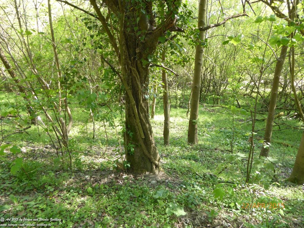 Philosophische Bildwanderung Kühkopf am Rhein