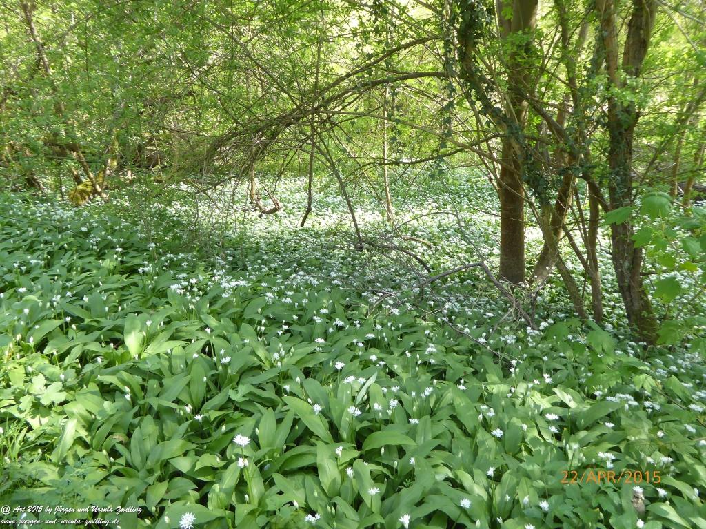 Philosophische Bildwanderung Kühkopf am Rhein