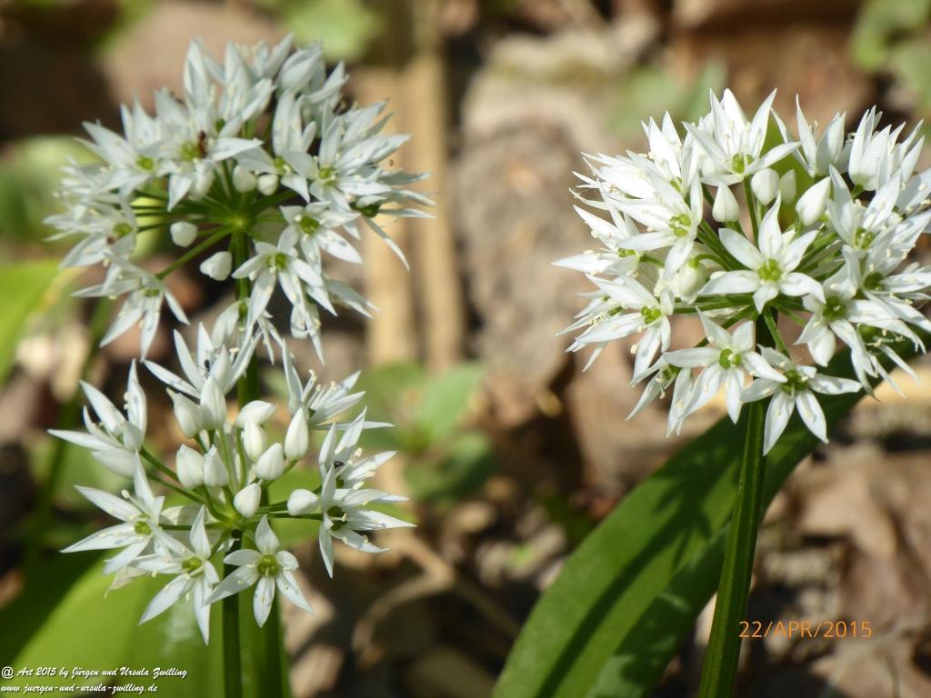 Philosophische Bildwanderung Kühkopf am Rhein