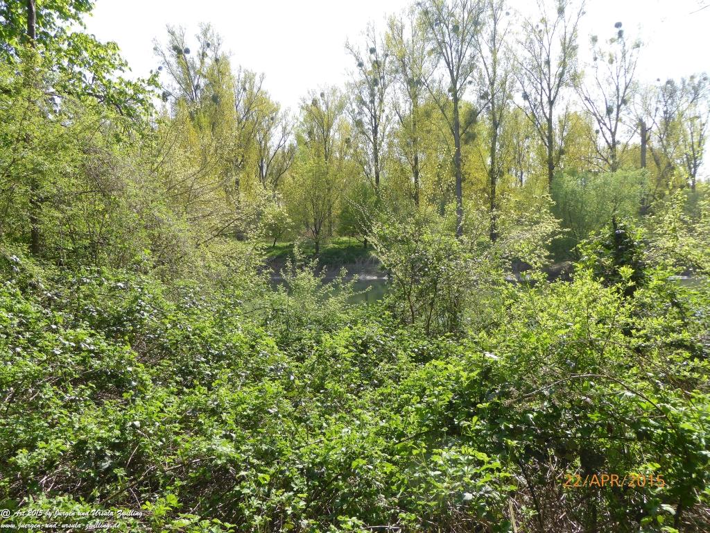 Philosophische Bildwanderung Kühkopf am Rhein