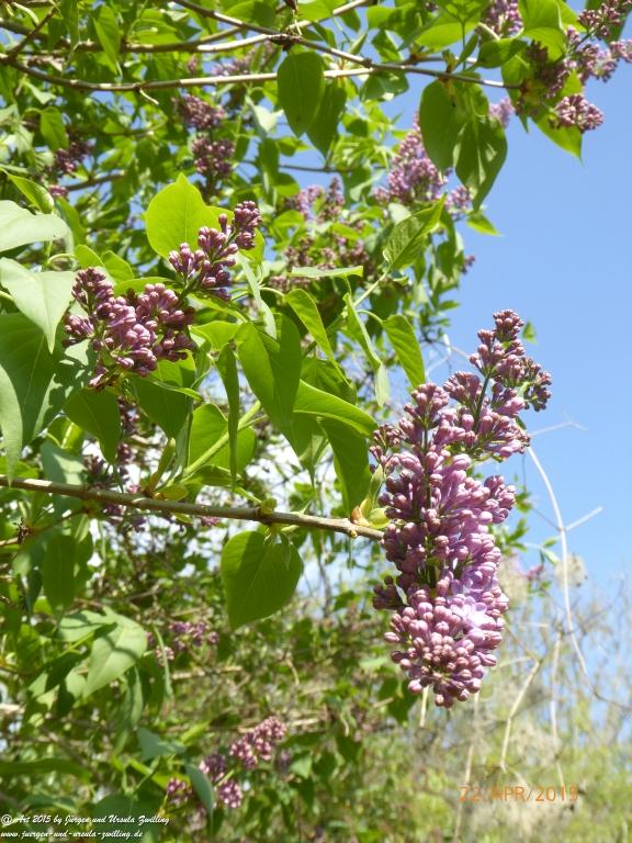 Philosophische Bildwanderung Kühkopf am Rhein