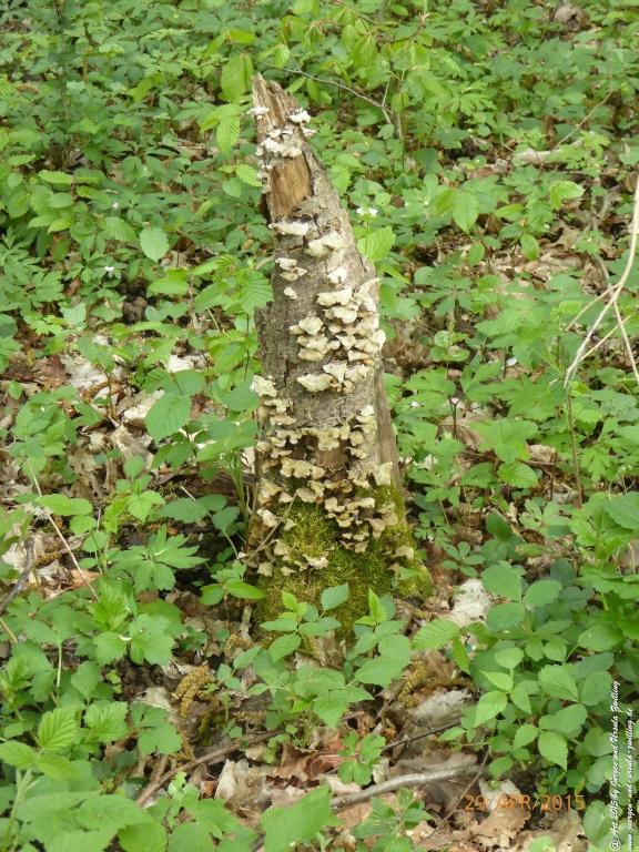 Philosophische Bildwanderung Murscher Eselsche - Hunsrück