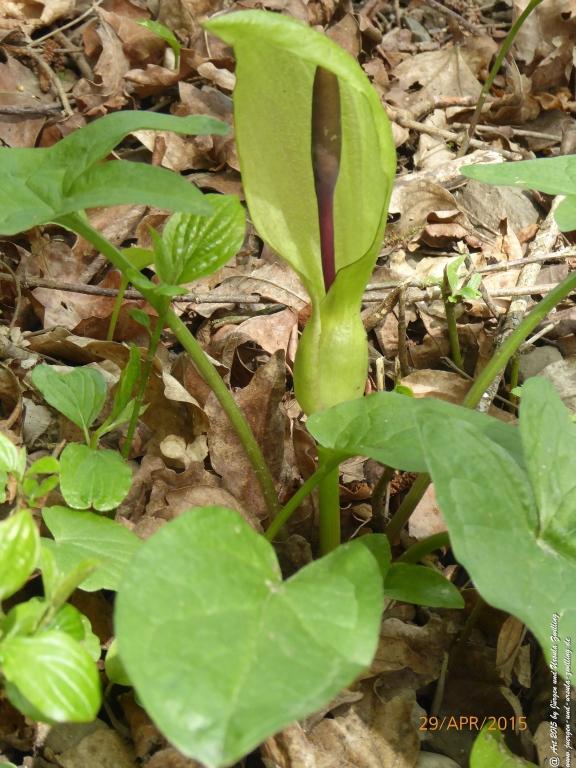 Philosophische Bildwanderung Murscher Eselsche - Hunsrück