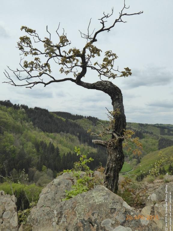 Philosophische Bildwanderung Murscher Eselsche - Hunsrück