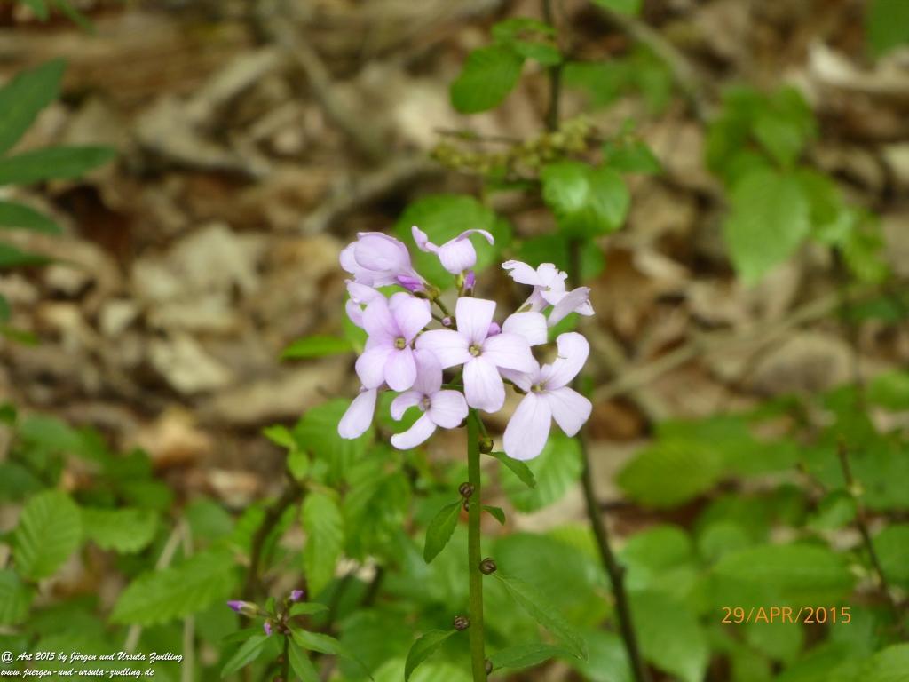 Philosophische Bildwanderung Murscher Eselsche - Hunsrück