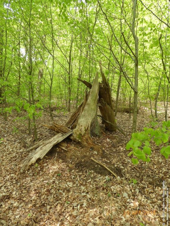 Philosophische Bildwanderung Murscher Eselsche - Hunsrück