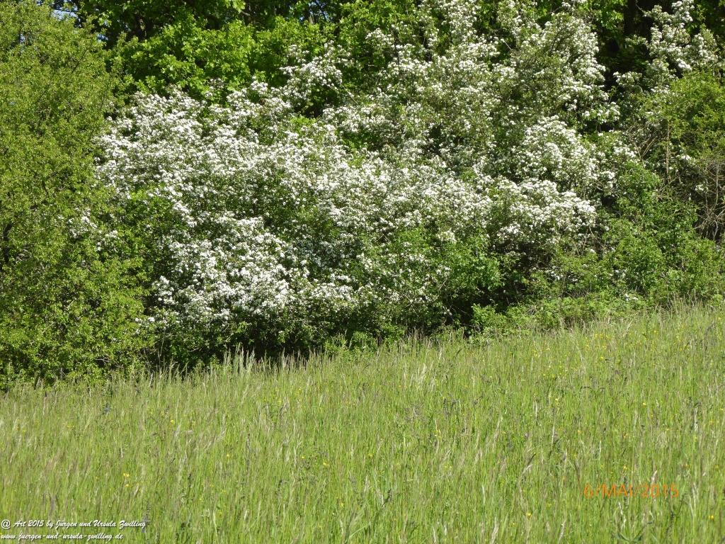 Philosophische Bildwanderung Loreley-Extratour im Mittelrheintal - Zum Superstar der Rheinromantik