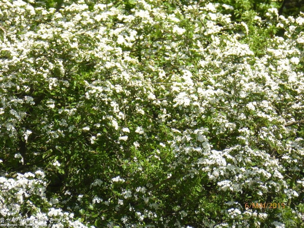 Philosophische Bildwanderung Loreley-Extratour im Mittelrheintal - Zum Superstar der Rheinromantik
