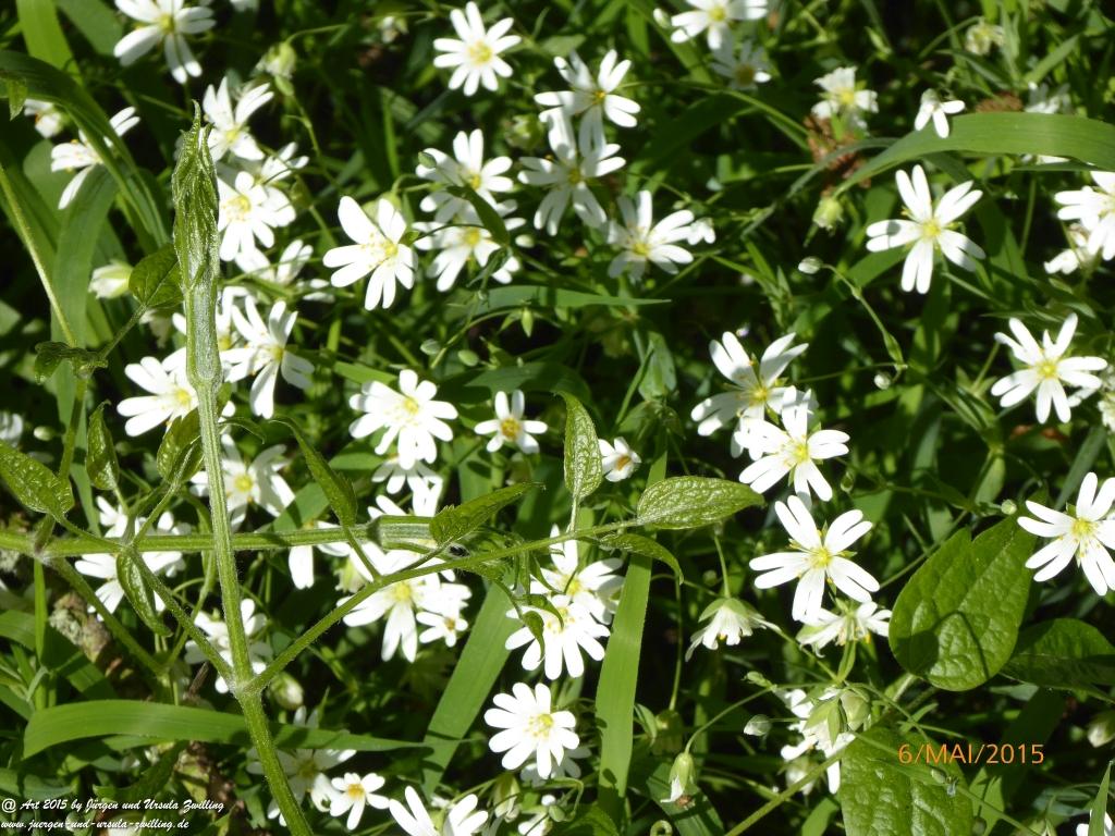 Philosophische Bildwanderung Loreley-Extratour im Mittelrheintal - Zum Superstar der Rheinromantik