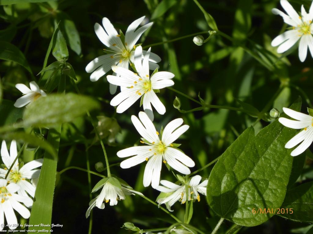 Philosophische Bildwanderung Loreley-Extratour im Mittelrheintal - Zum Superstar der Rheinromantik