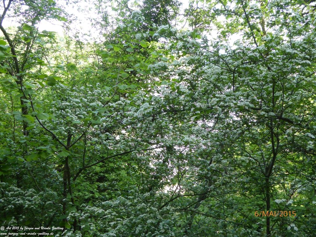 Philosophische Bildwanderung Loreley-Extratour im Mittelrheintal - Zum Superstar der Rheinromantik
