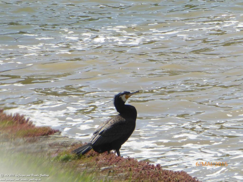 Philosophische Bildwanderung Loreley-Extratour im Mittelrheintal - Zum Superstar der Rheinromantik