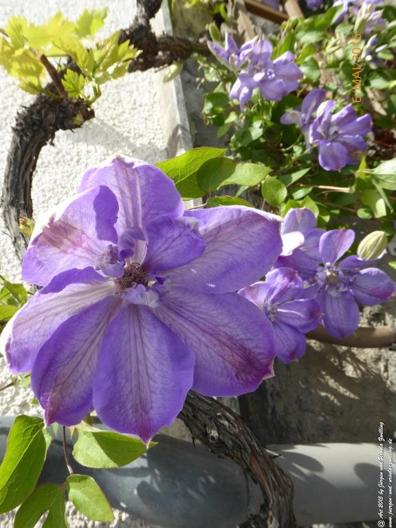 Philosophische Bildwanderung Loreley-Extratour im Mittelrheintal - Zum Superstar der Rheinromantik
