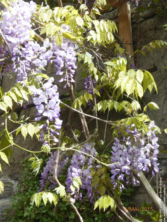 Philosophische Bildwanderung Loreley-Extratour im Mittelrheintal - Zum Superstar der Rheinromantik