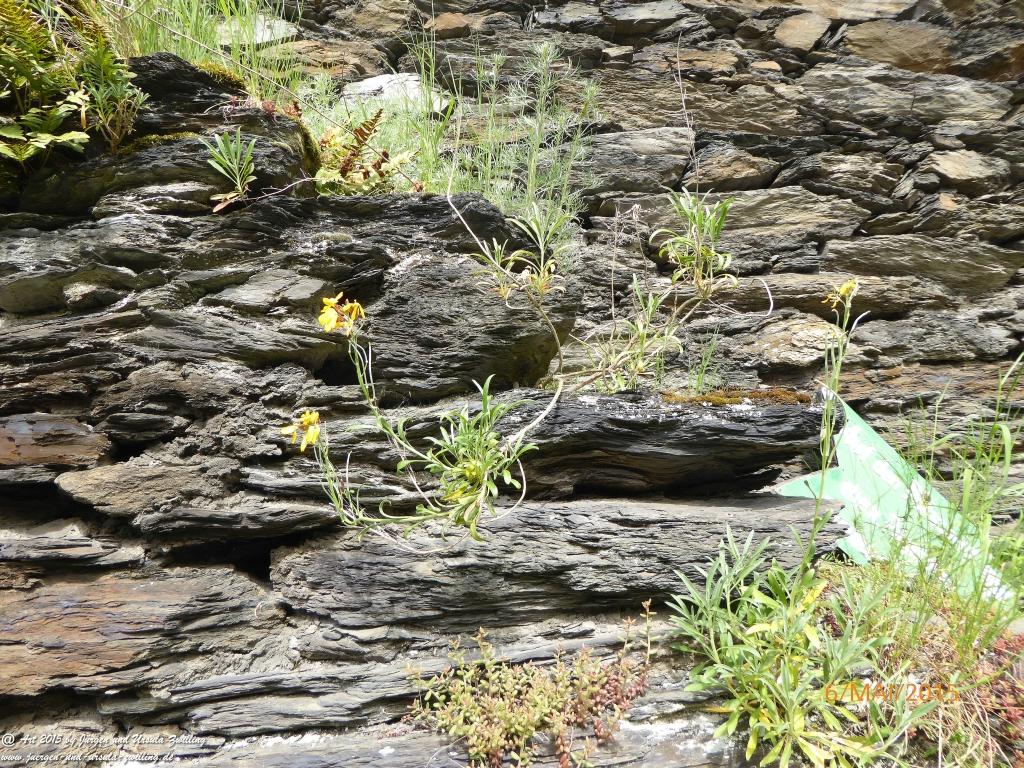 Philosophische Bildwanderung Loreley-Extratour im Mittelrheintal - Zum Superstar der Rheinromantik