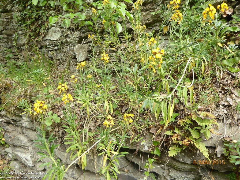 Philosophische Bildwanderung Loreley-Extratour im Mittelrheintal - Zum Superstar der Rheinromantik