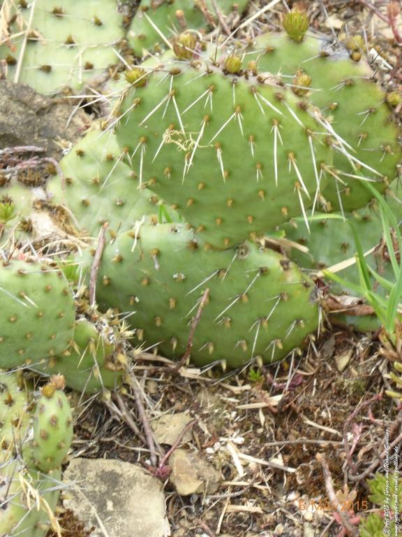 Philosophische Bildwanderung Loreley-Extratour im Mittelrheintal - Zum Superstar der Rheinromantik