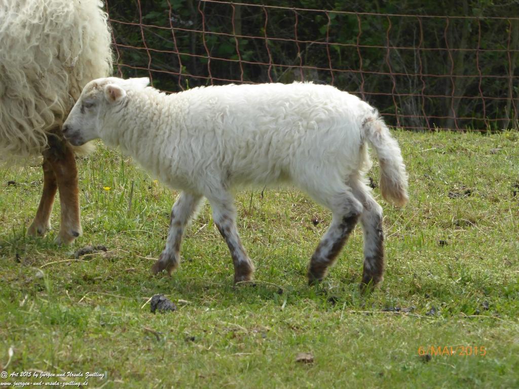 Philosophische Bildwanderung Loreley-Extratour im Mittelrheintal - Zum Superstar der Rheinromantik