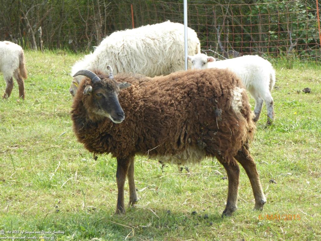 Philosophische Bildwanderung Loreley-Extratour im Mittelrheintal - Zum Superstar der Rheinromantik