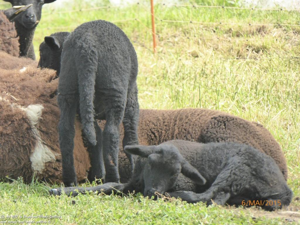 Philosophische Bildwanderung Loreley-Extratour im Mittelrheintal - Zum Superstar der Rheinromantik