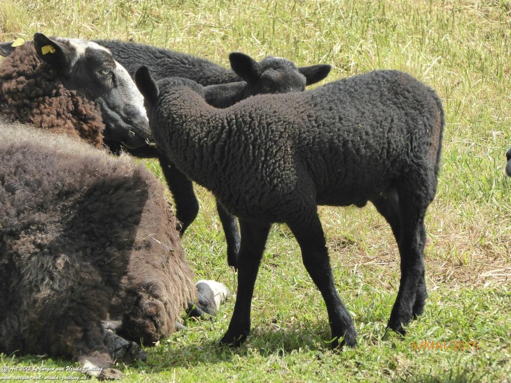 Philosophische Bildwanderung Loreley-Extratour im Mittelrheintal - Zum Superstar der Rheinromantik