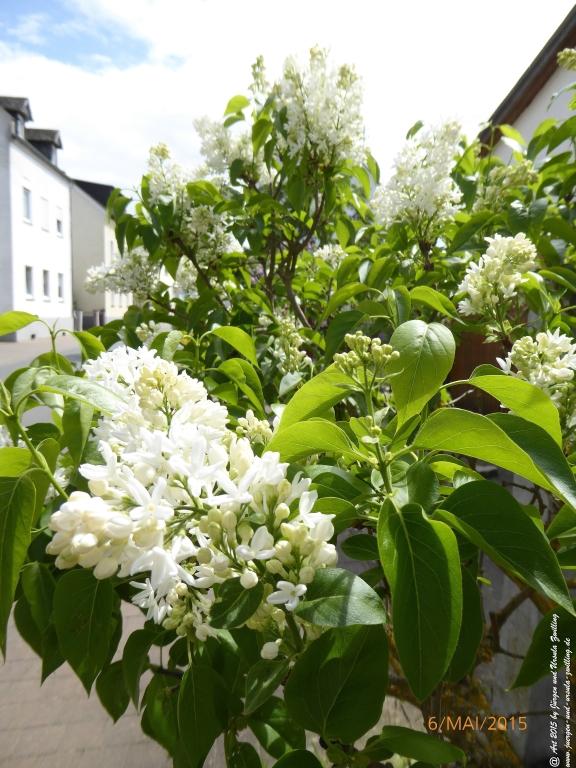 Philosophische Bildwanderung Loreley-Extratour im Mittelrheintal - Zum Superstar der Rheinromantik