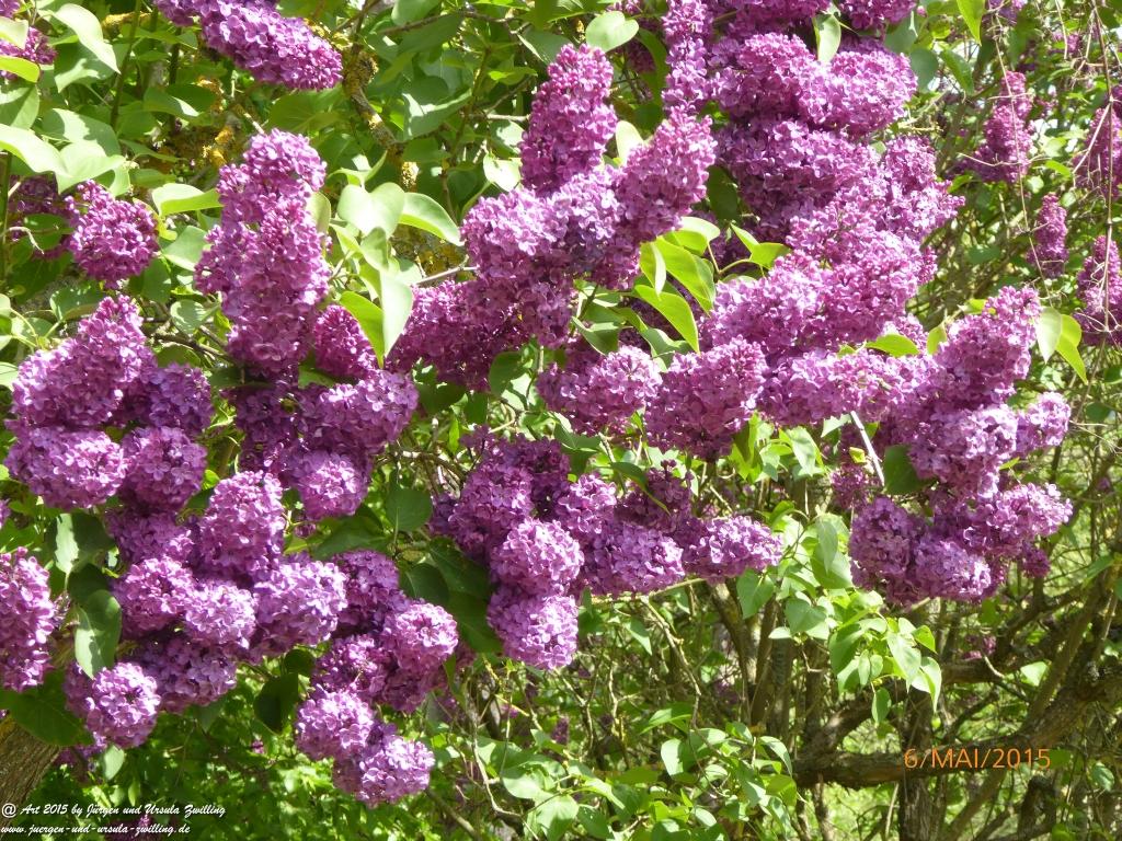 Philosophische Bildwanderung Loreley-Extratour im Mittelrheintal - Zum Superstar der Rheinromantik