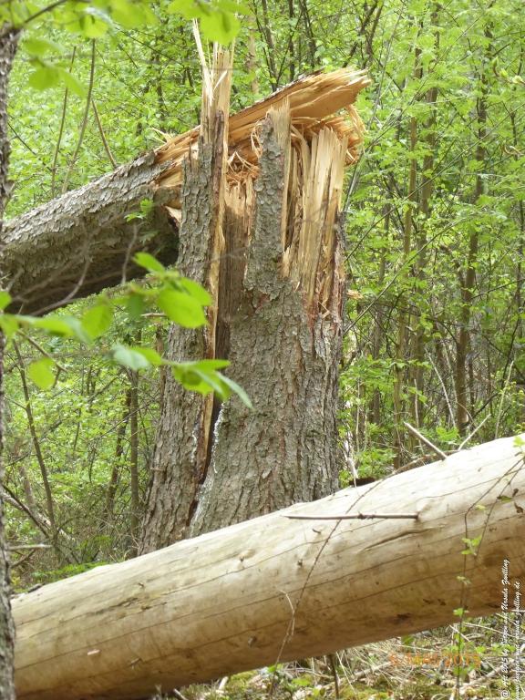Philosophische Bildwanderung Loreley-Extratour im Mittelrheintal - Zum Superstar der Rheinromantik