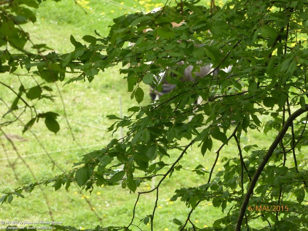 Philosophische Bildwanderung Loreley-Extratour im Mittelrheintal - Zum Superstar der Rheinromantik