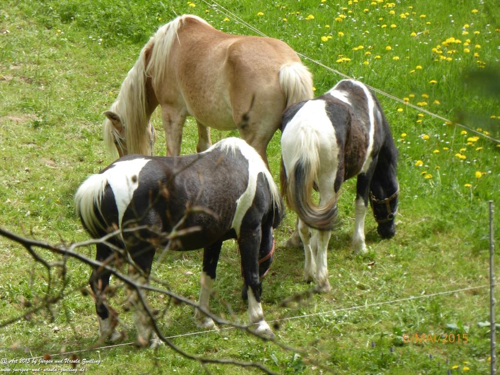 Philosophische Bildwanderung Loreley-Extratour im Mittelrheintal - Zum Superstar der Rheinromantik