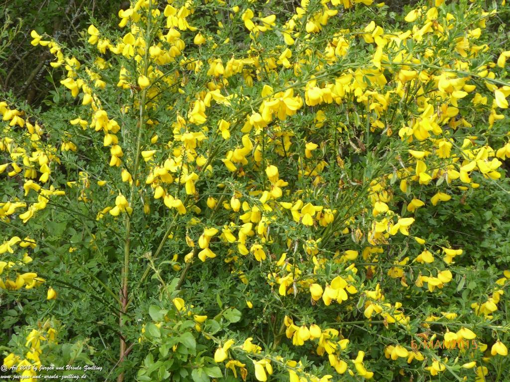 Philosophische Bildwanderung Loreley-Extratour im Mittelrheintal - Zum Superstar der Rheinromantik