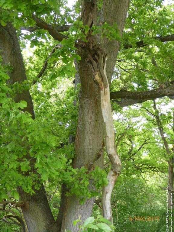Philosophische Bildwanderung Loreley-Extratour im Mittelrheintal - Zum Superstar der Rheinromantik