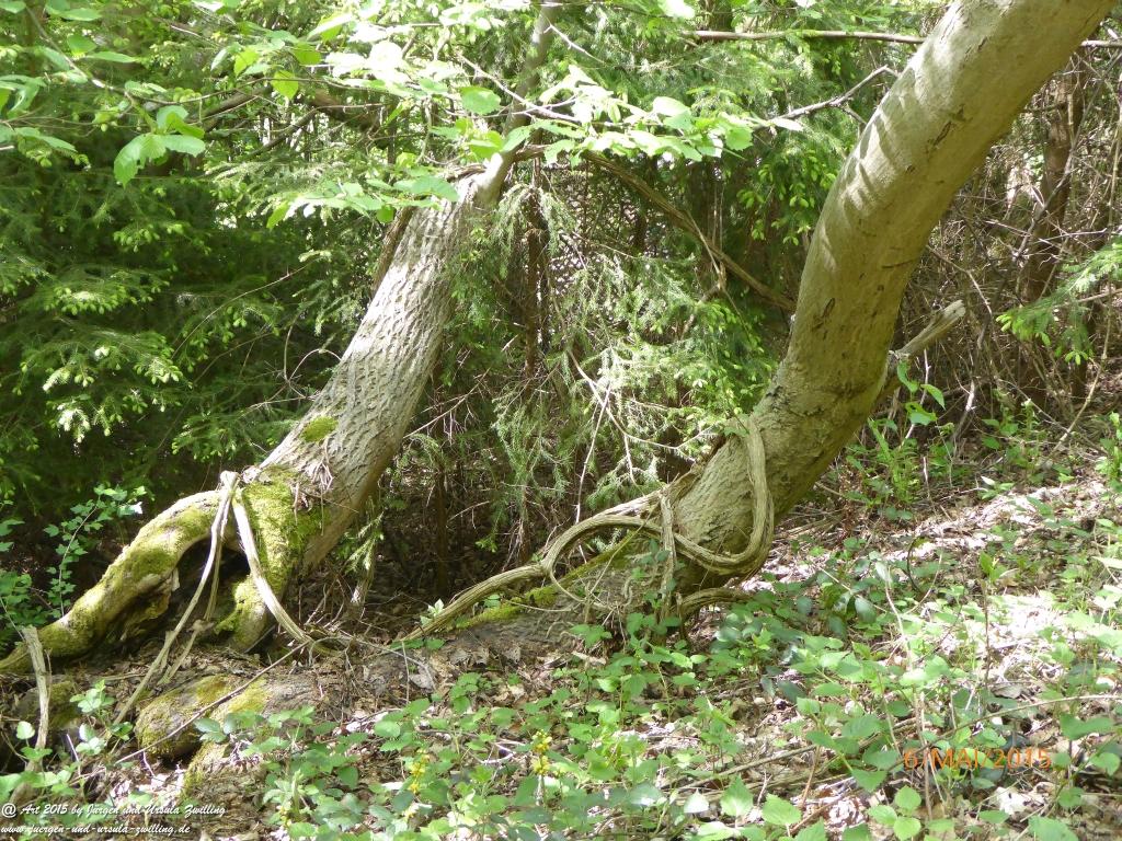 Philosophische Bildwanderung Loreley-Extratour im Mittelrheintal - Zum Superstar der Rheinromantik